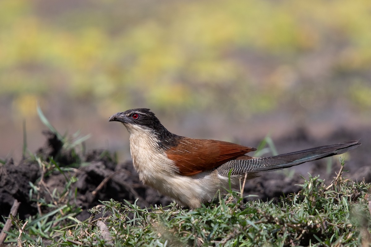 White-browed Coucal (Burchell's) - ML622159770