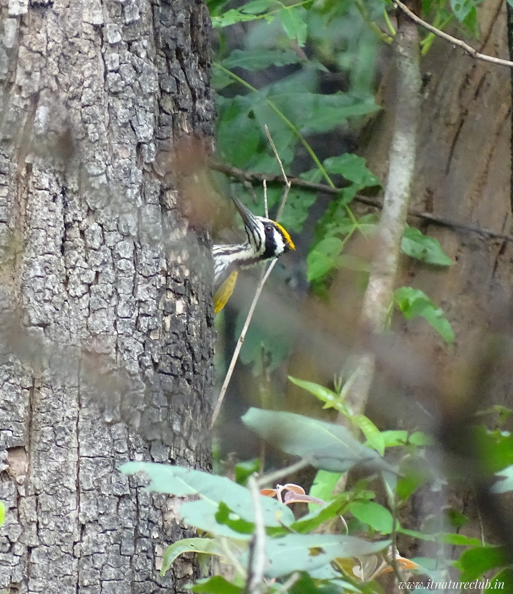 White-naped Woodpecker - ML622159792