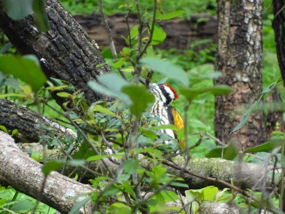 White-naped Woodpecker - ML622159793