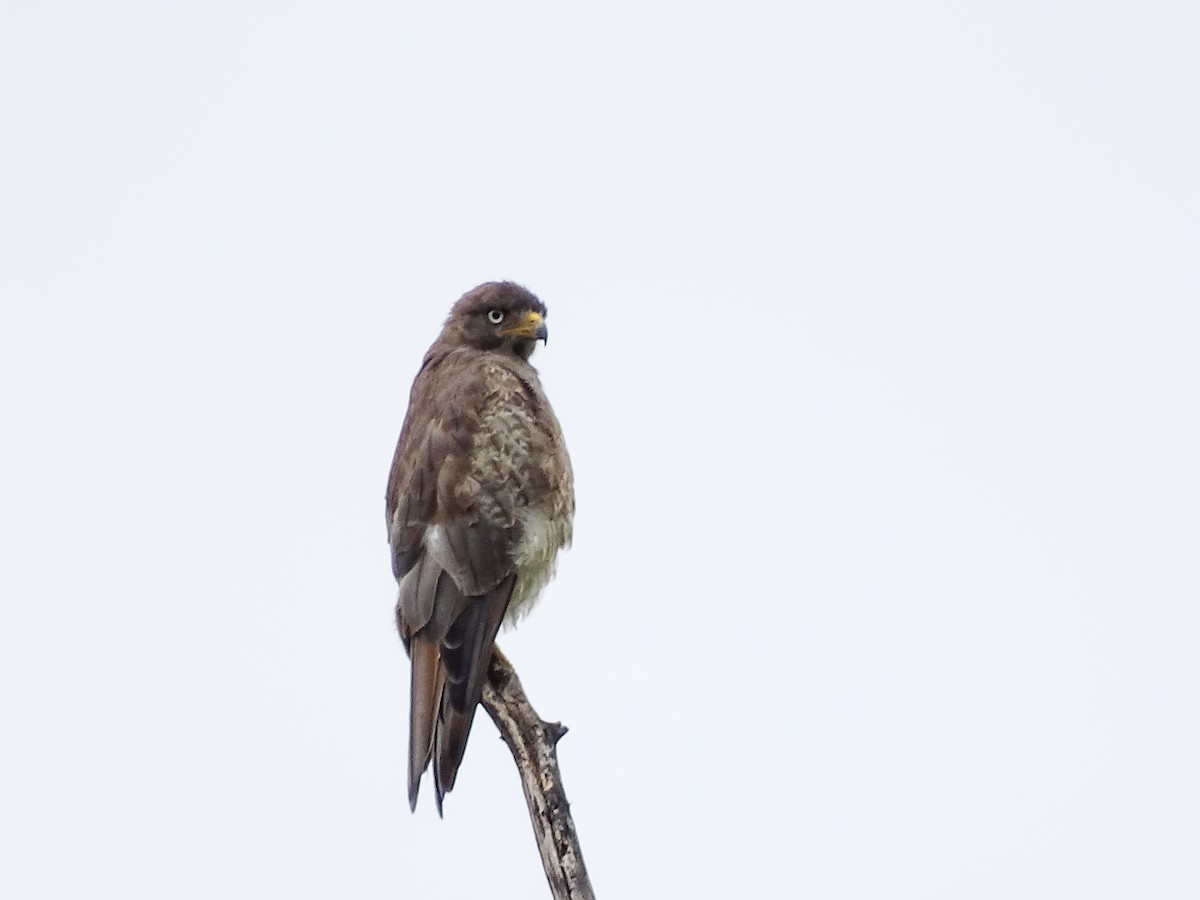 White-eyed Buzzard - ML622159817