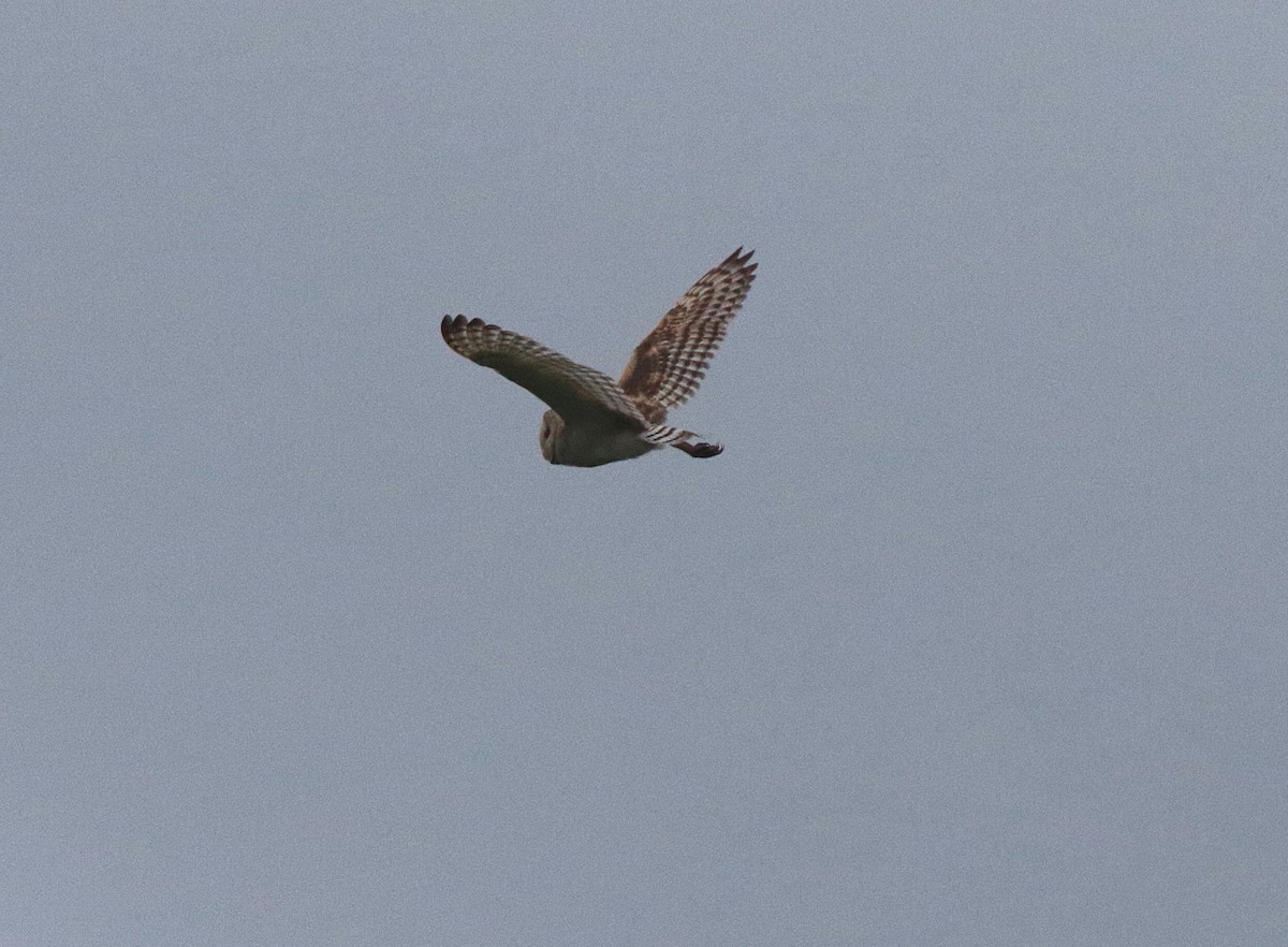 Australasian Grass-Owl - Neil Osborne