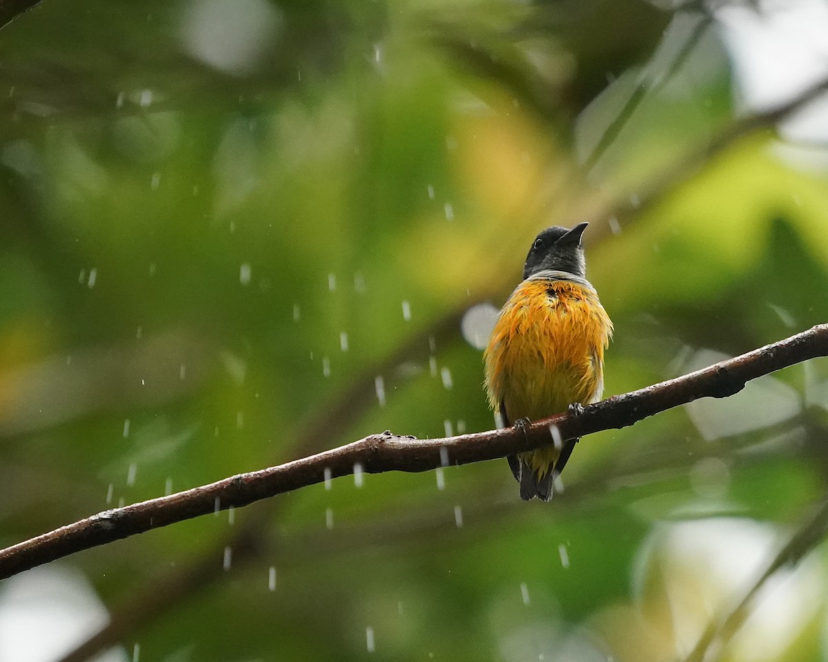 Orange-bellied Flowerpecker - ML622159912