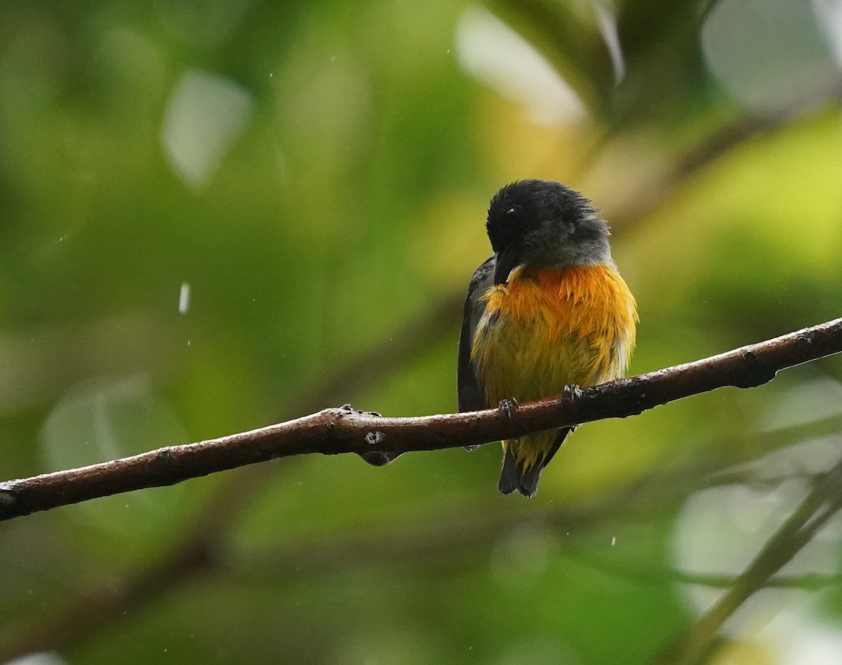 Orange-bellied Flowerpecker - ML622159913