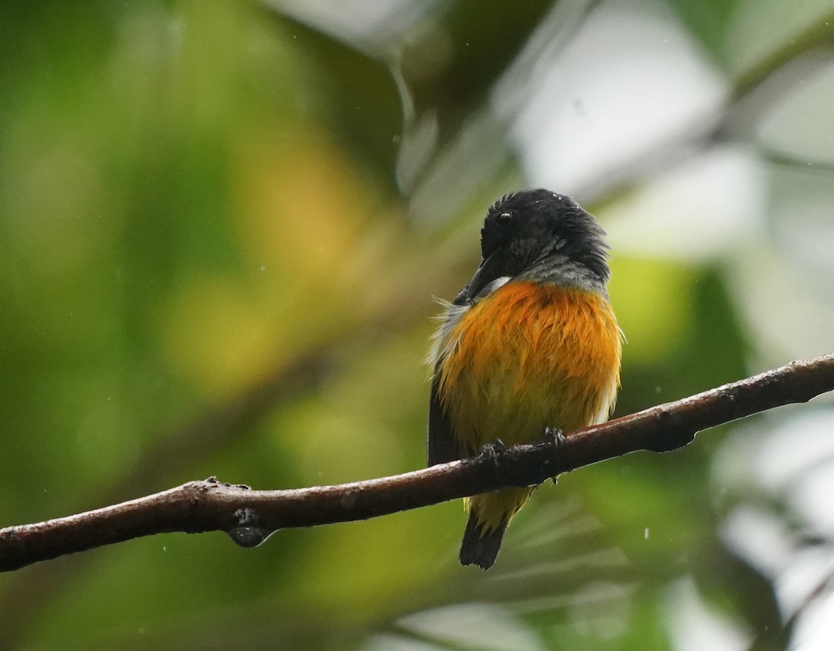 Orange-bellied Flowerpecker - ML622159914