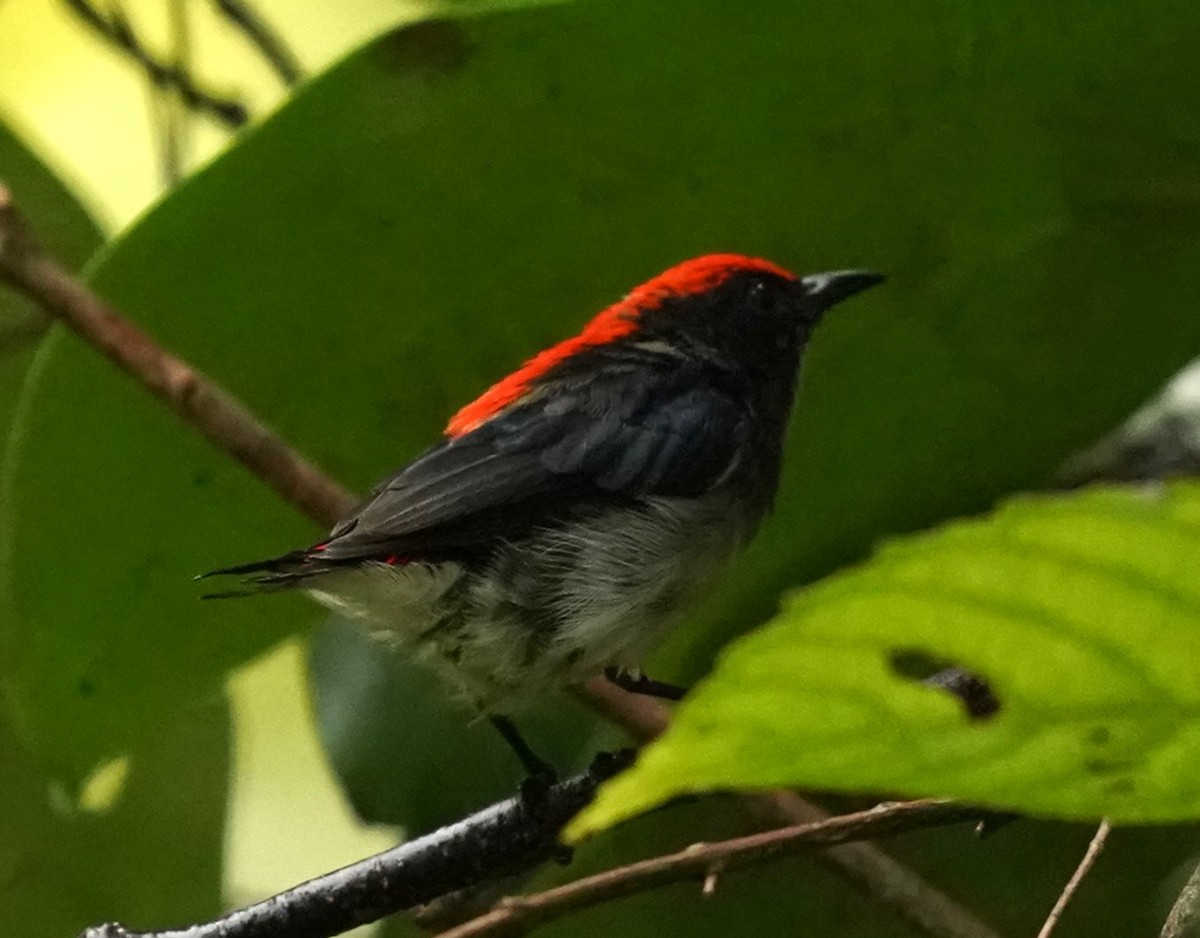 Scarlet-backed Flowerpecker - ML622159917