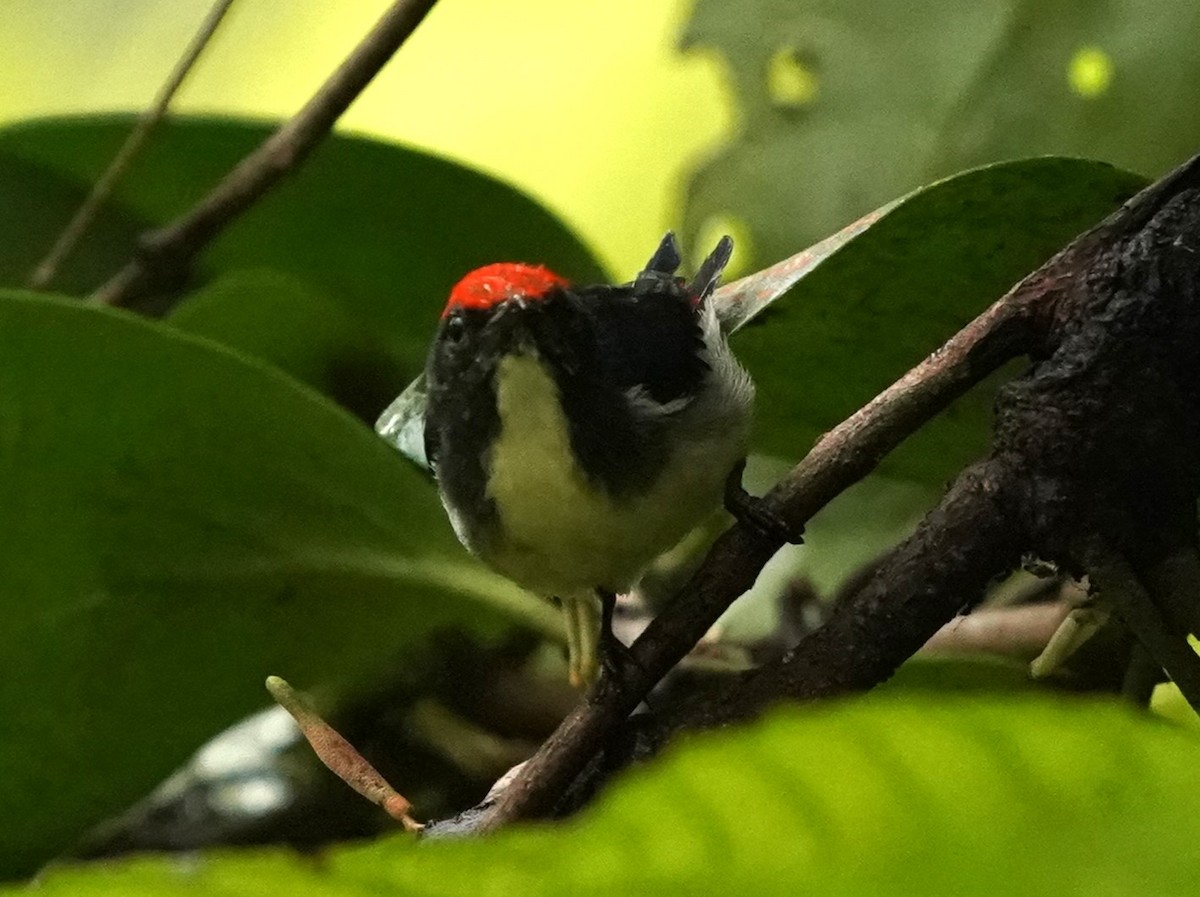 Scarlet-backed Flowerpecker - ML622159918