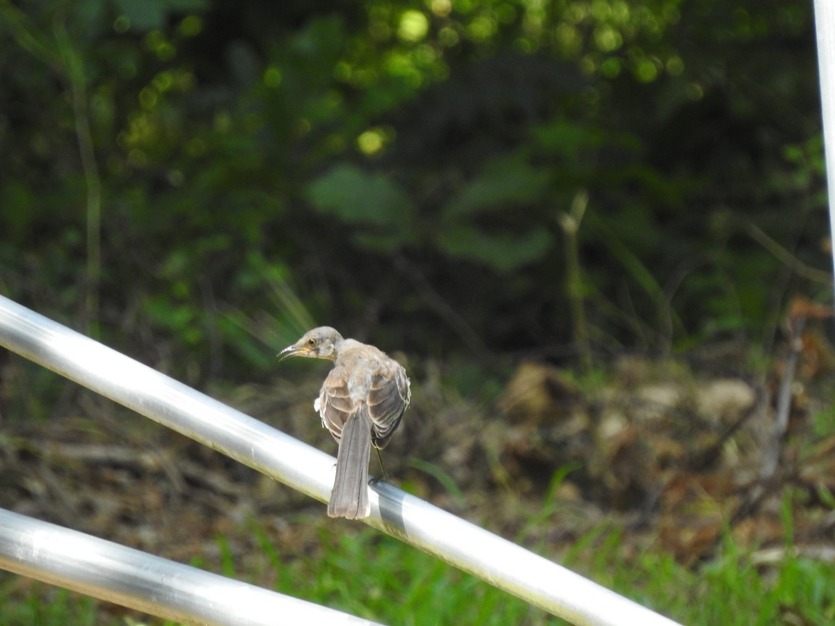 Northern Mockingbird - ML622159977