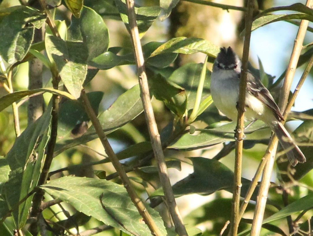 White-crested Tyrannulet - ML622159986