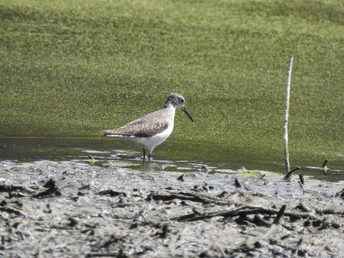 Solitary Sandpiper - Nan Dewire