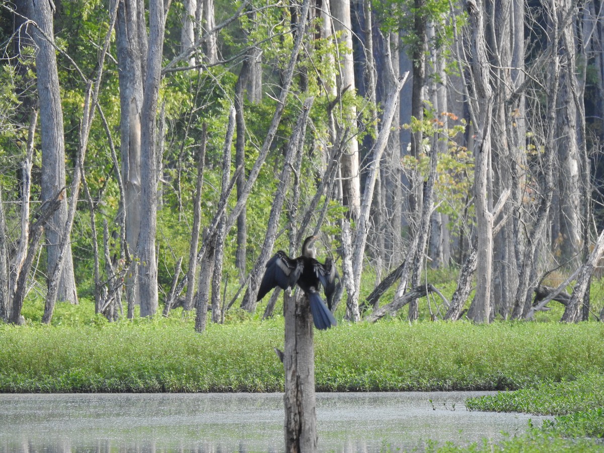 Anhinga - ML622160030