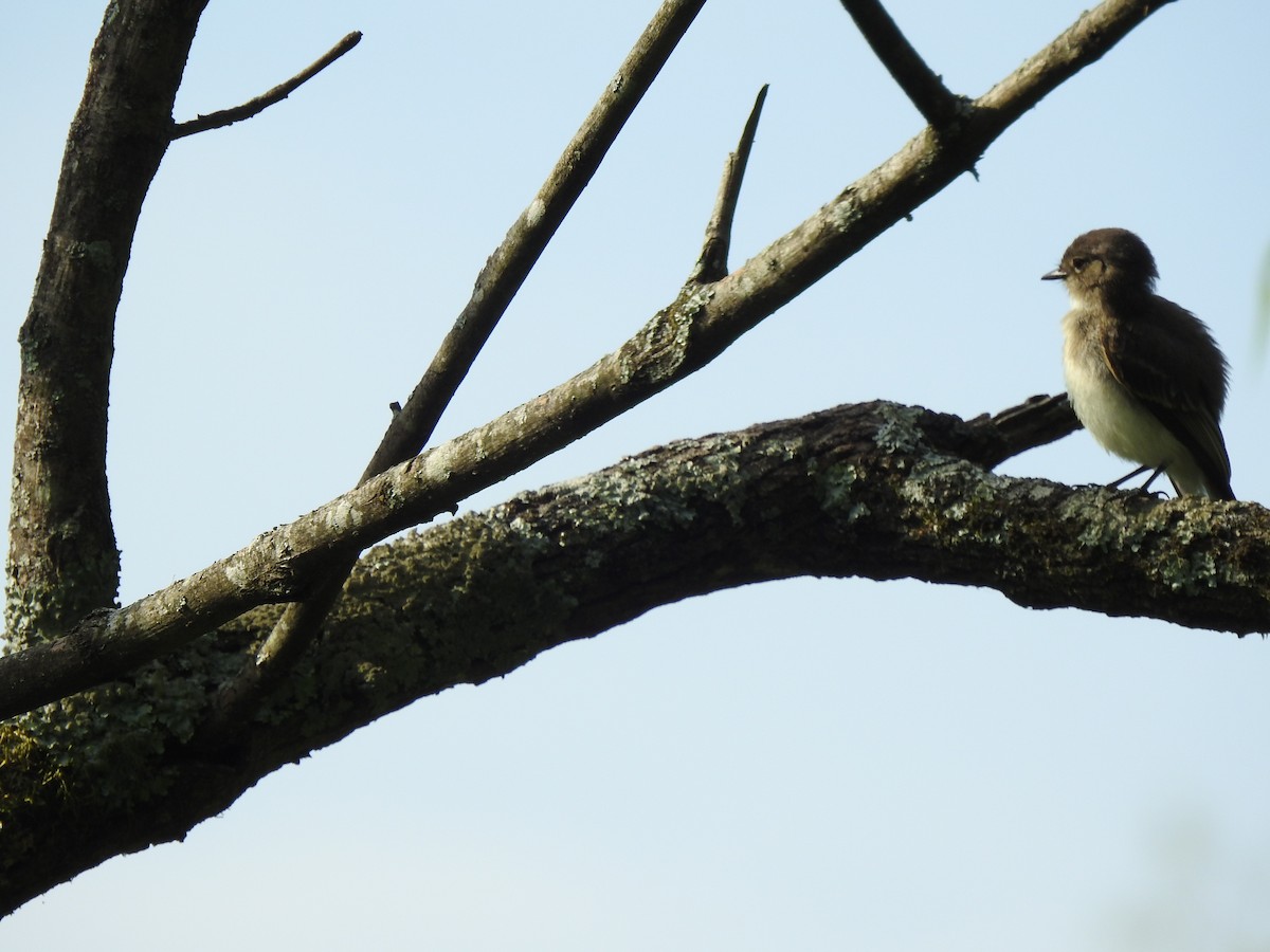 Eastern Phoebe - ML622160061