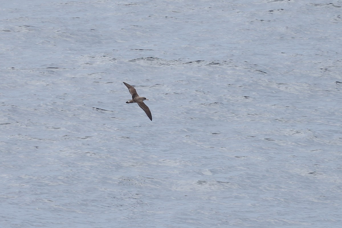 Cory's Shearwater - ML622160073