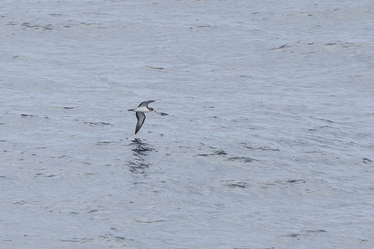 Cory's Shearwater - ML622160077