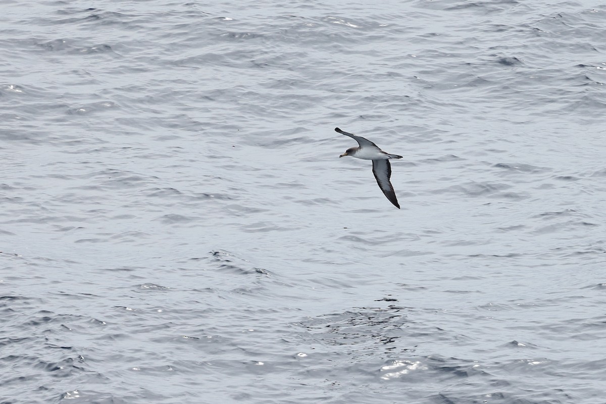 Cory's Shearwater - ML622160088