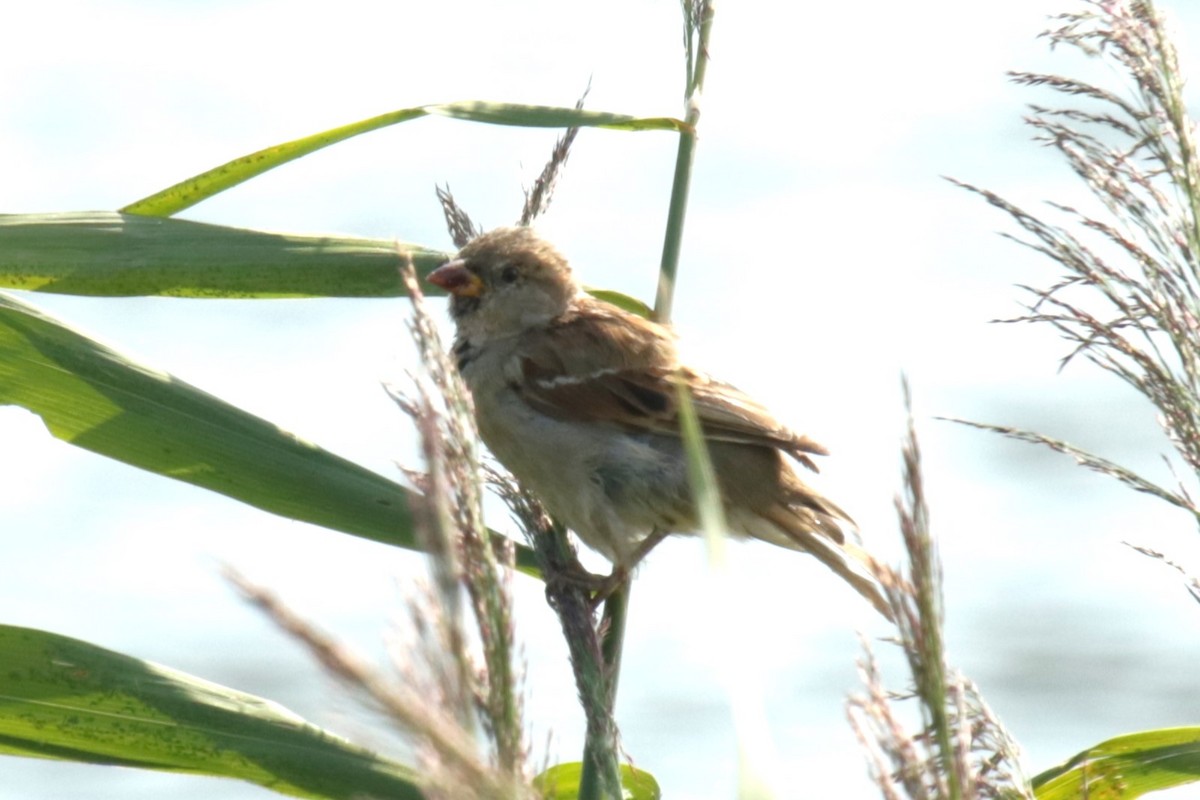 House Sparrow - ML622160094