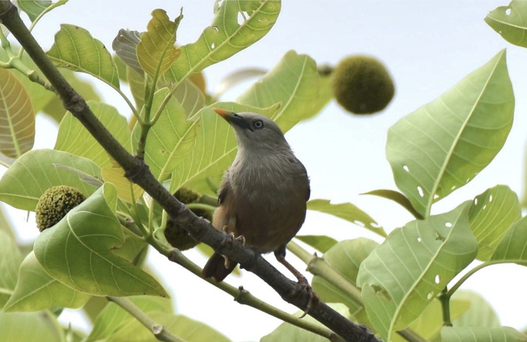 Chestnut-tailed Starling - ML622160107