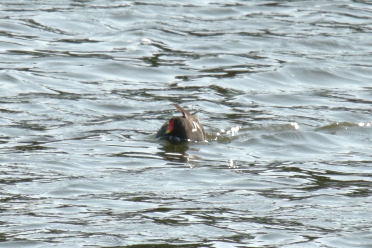 Eurasian Moorhen - ML622160156