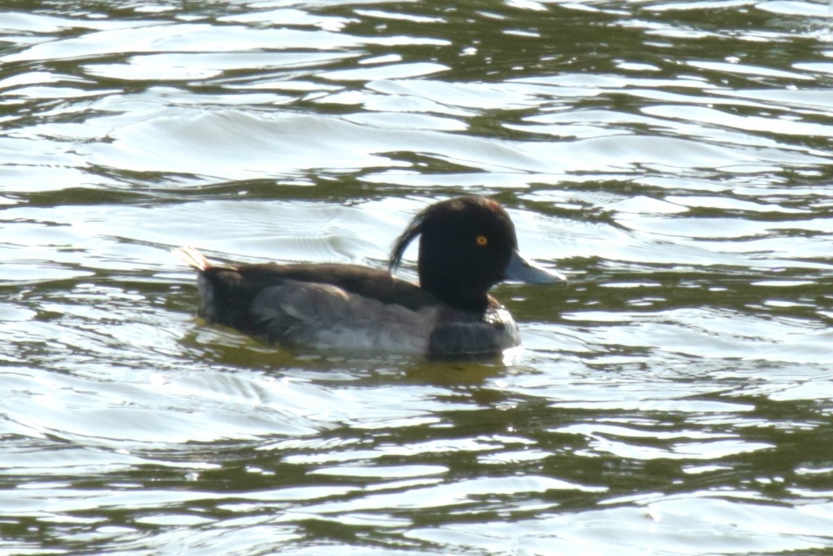 Tufted Duck - ML622160194