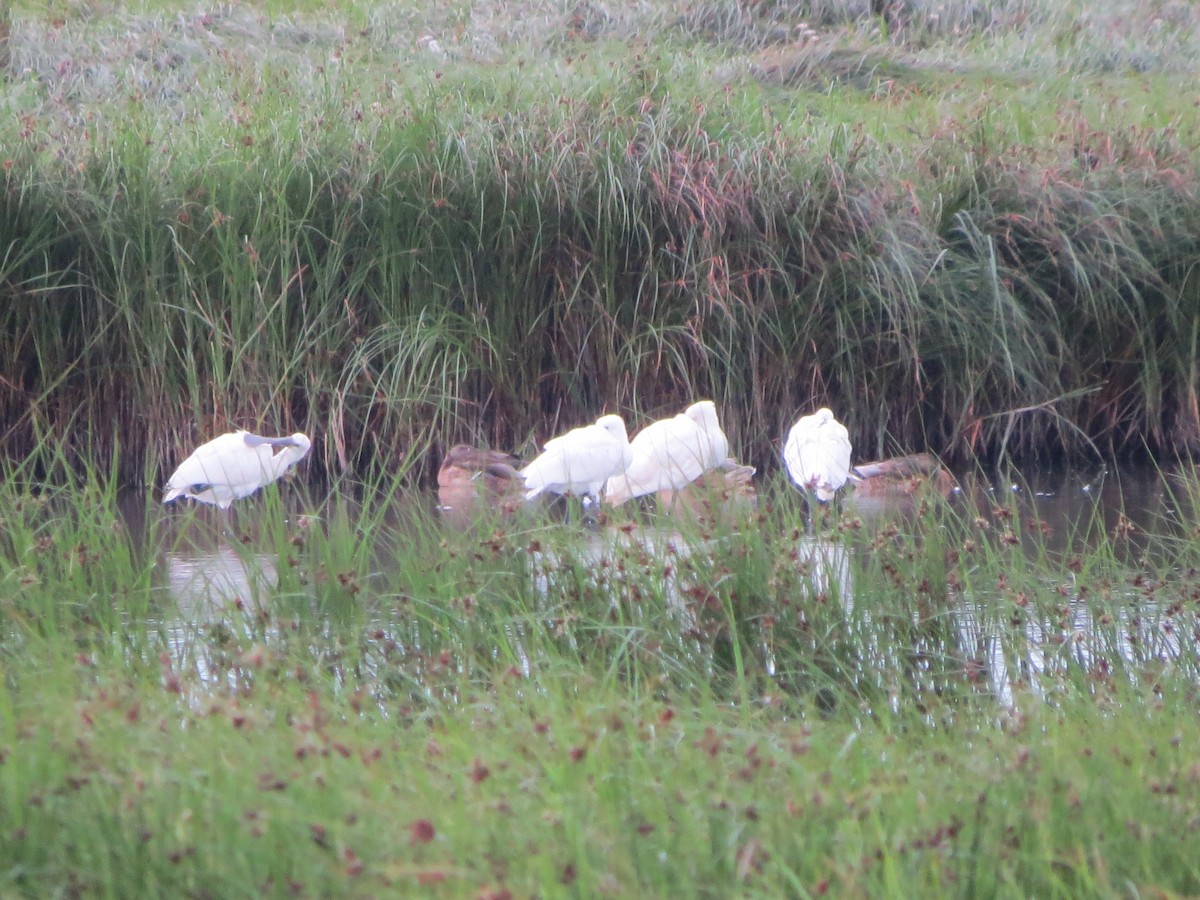 Eurasian Spoonbill - ML622160204