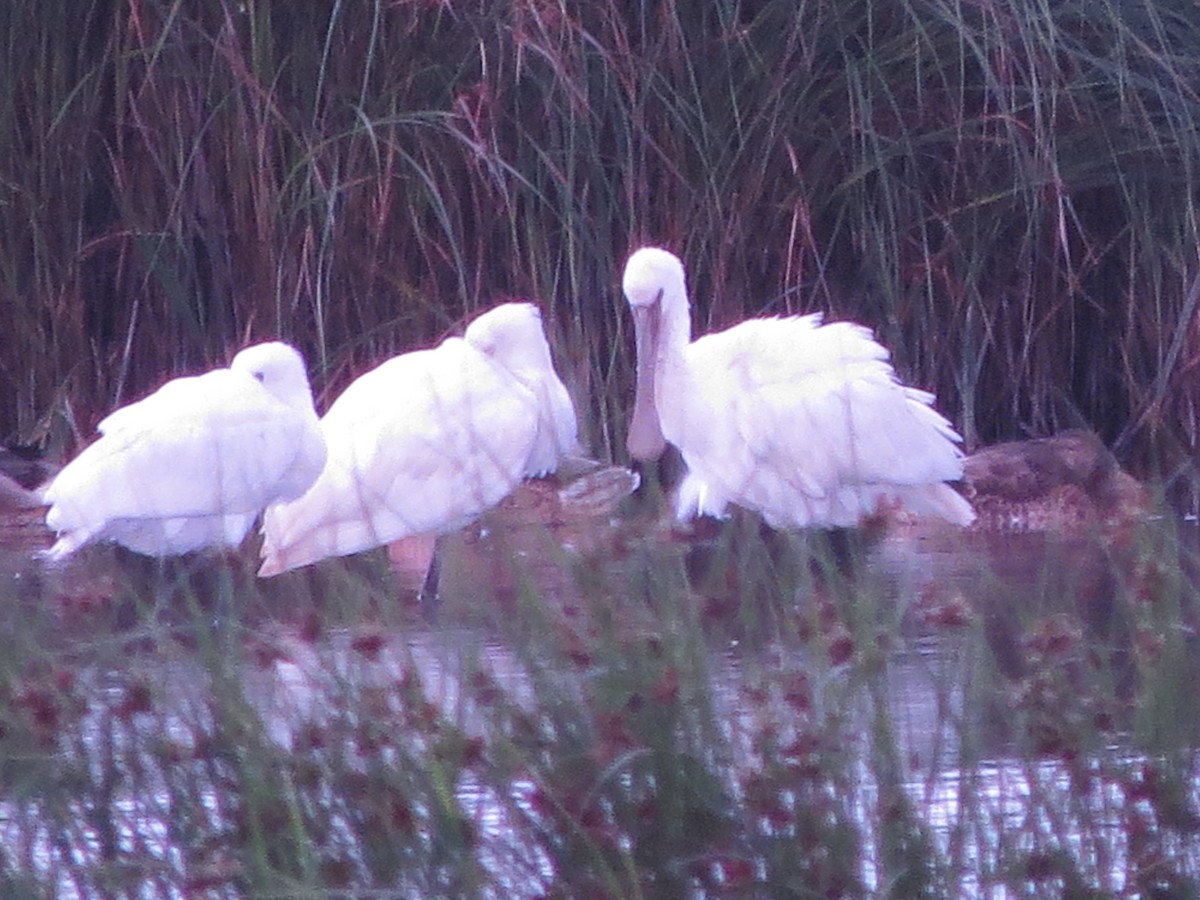 Eurasian Spoonbill - ML622160215