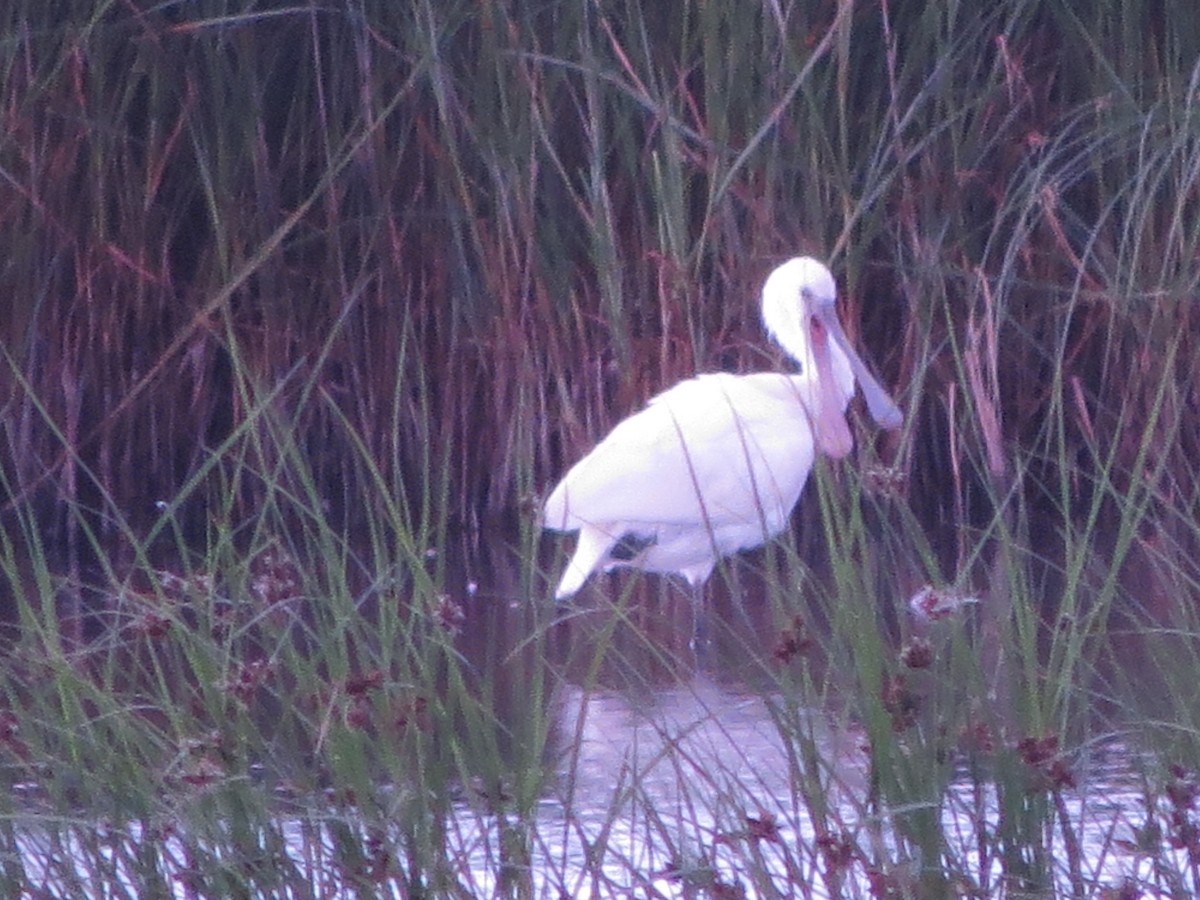 Eurasian Spoonbill - ML622160218