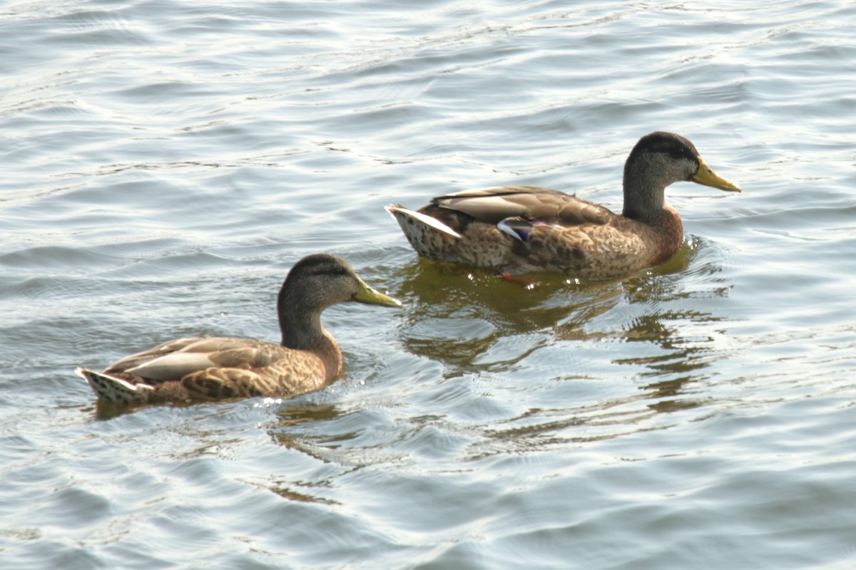 Mallard - Jan Roedolf