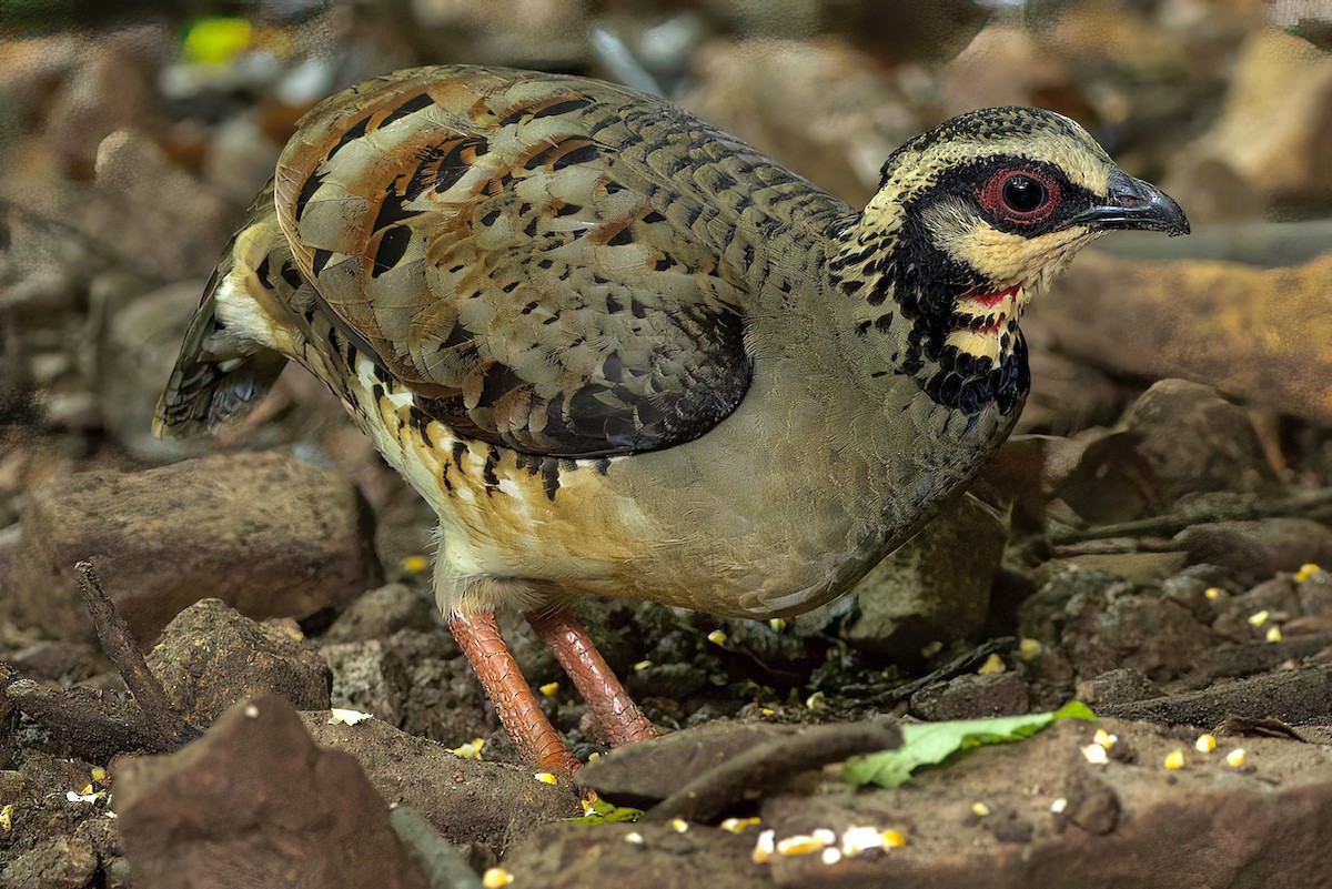 Bar-backed Partridge - ML622160226