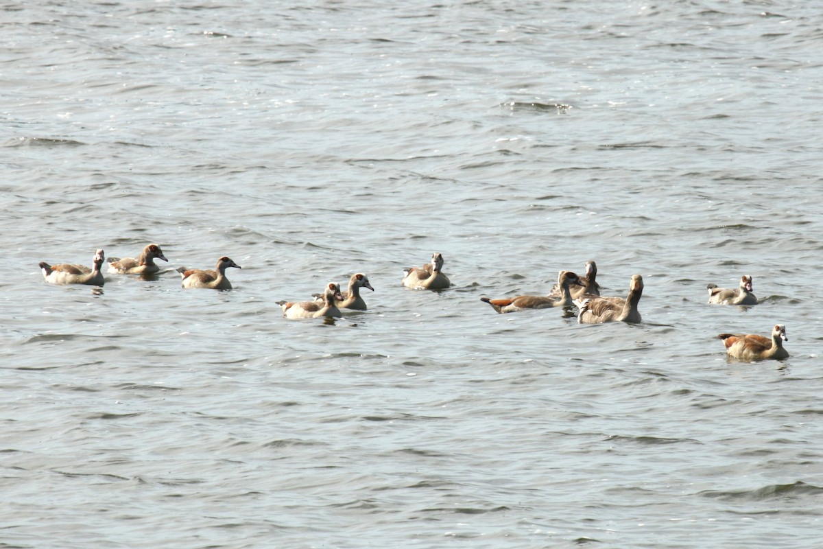 Egyptian Goose - ML622160251