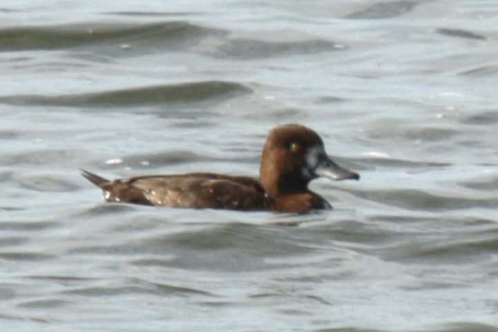 Tufted Duck - ML622160254