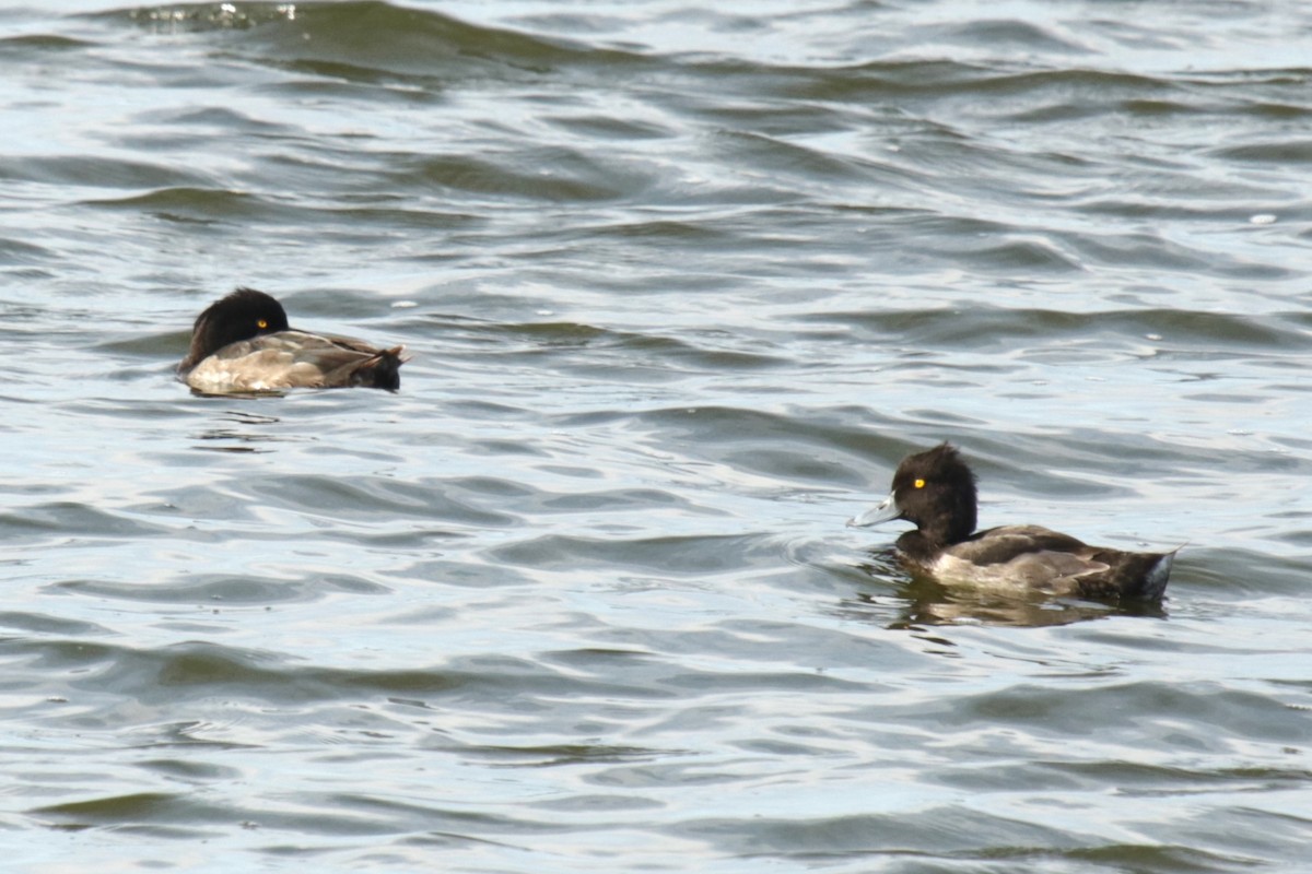 Tufted Duck - ML622160283