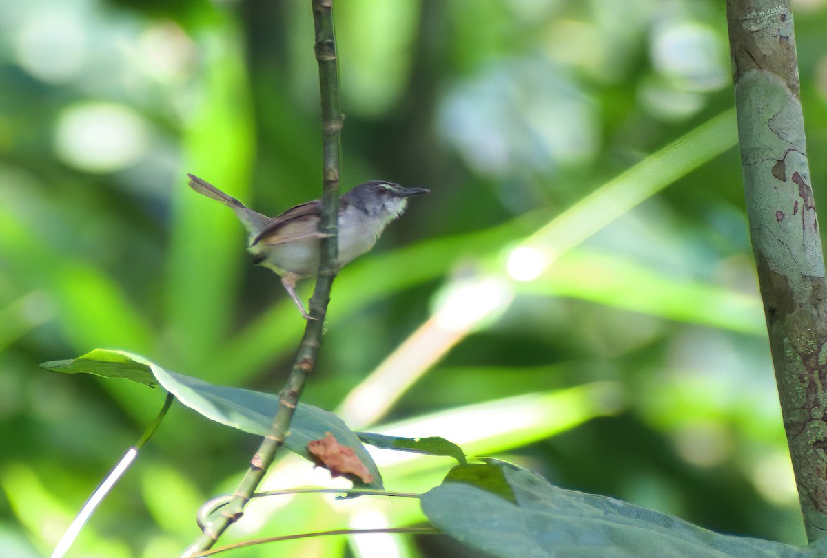 Rufescent Prinia - ML622160328