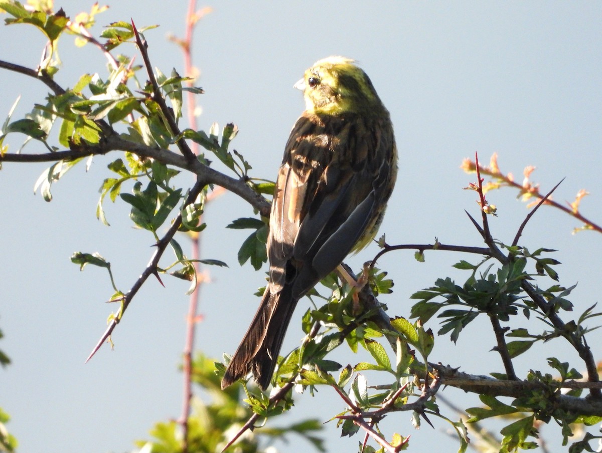 Yellowhammer - ML622160329