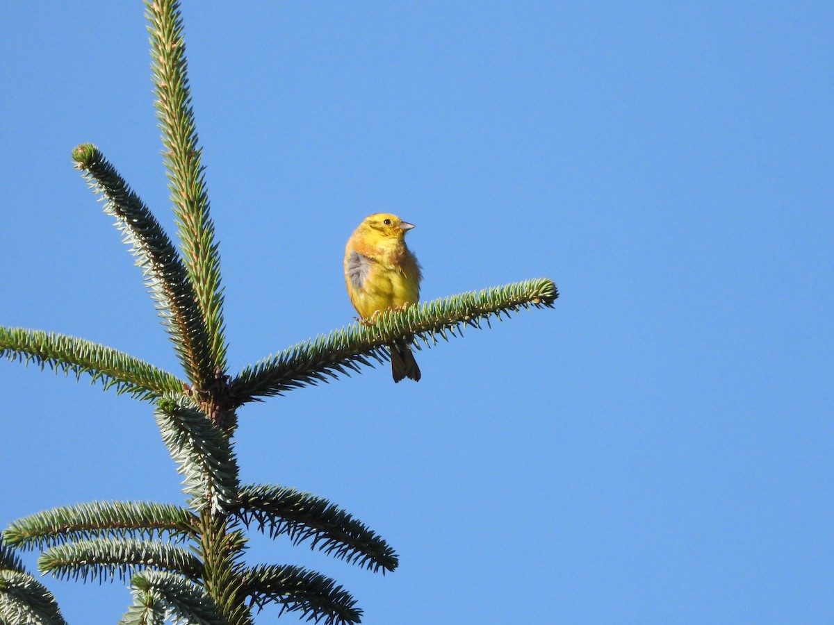 Yellowhammer - ML622160331