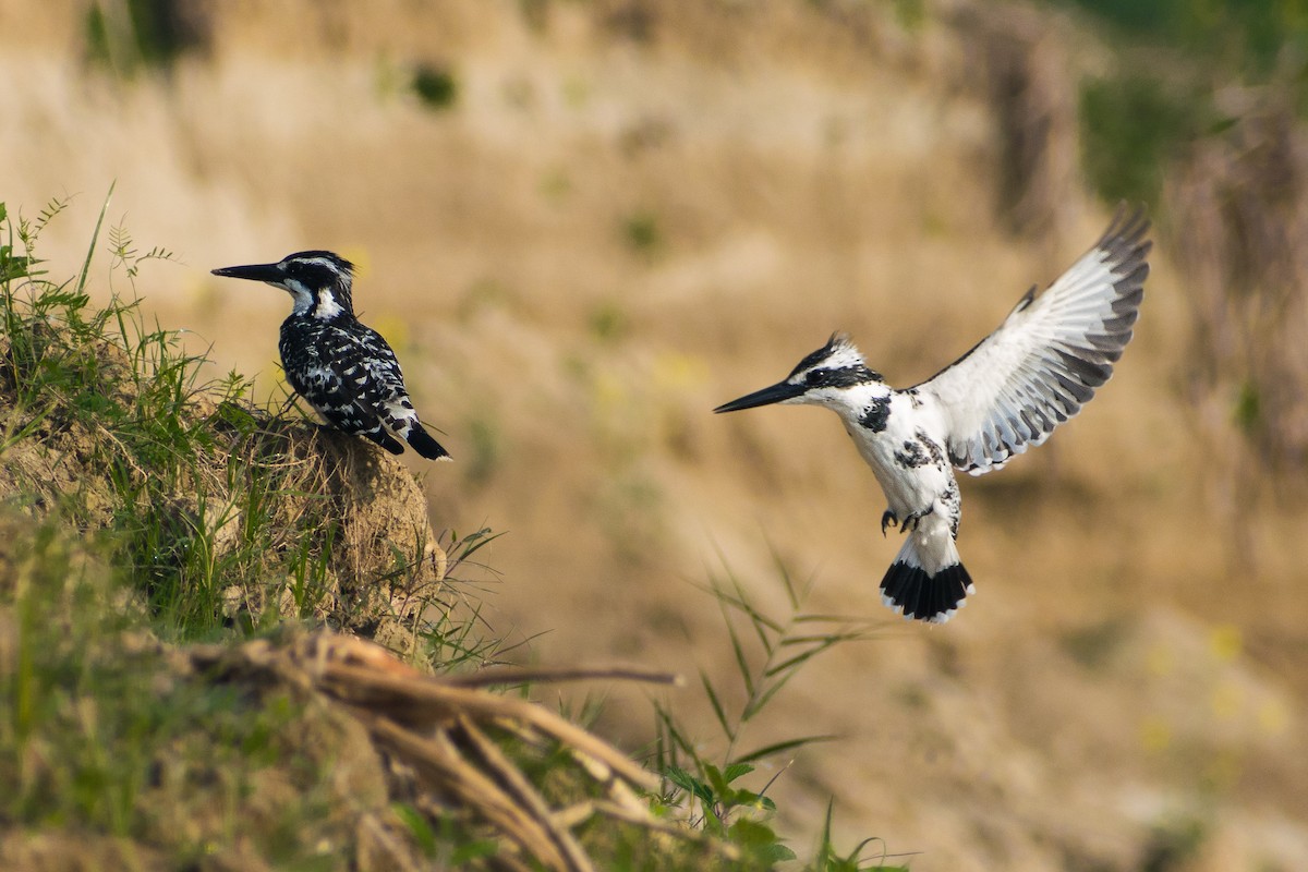 Pied Kingfisher - ML622160332