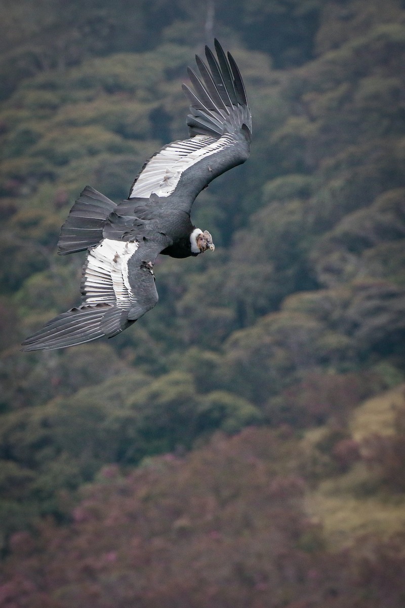 Andean Condor - ML622160333