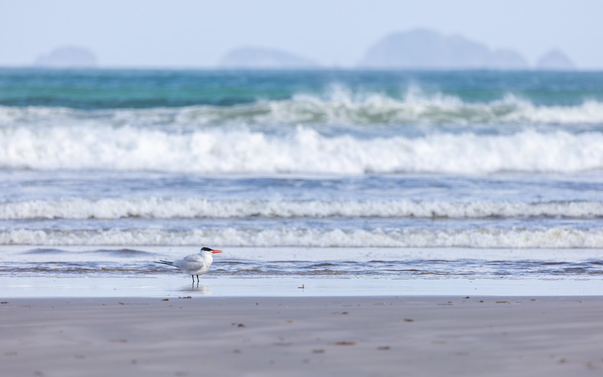 Caspian Tern - ML622160335