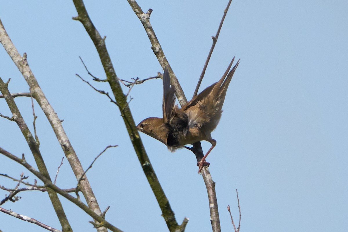 River Warbler - ML622160338