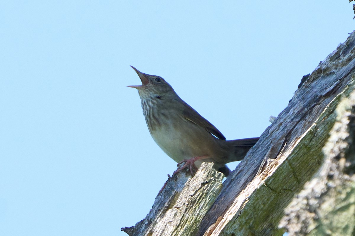 River Warbler - ML622160339