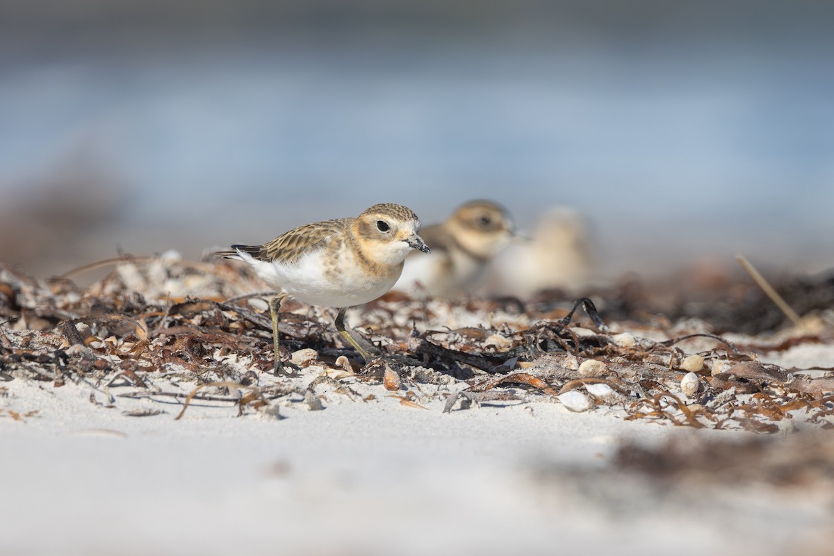 Double-banded Plover - ML622160341