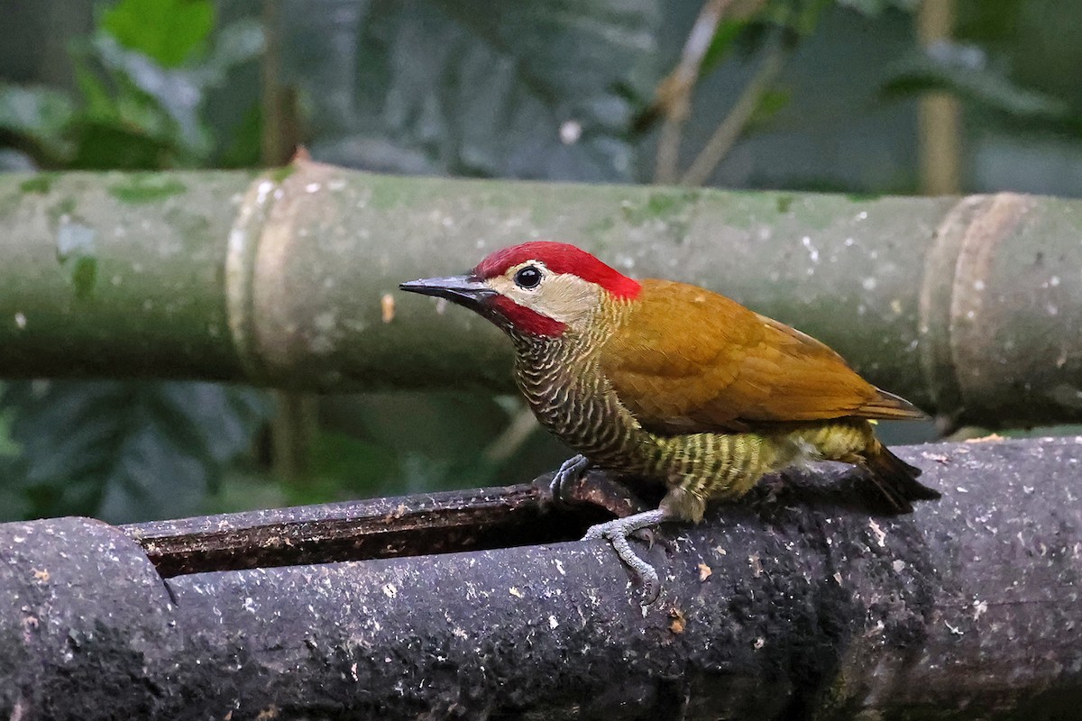 Golden-olive Woodpecker - ML622160343