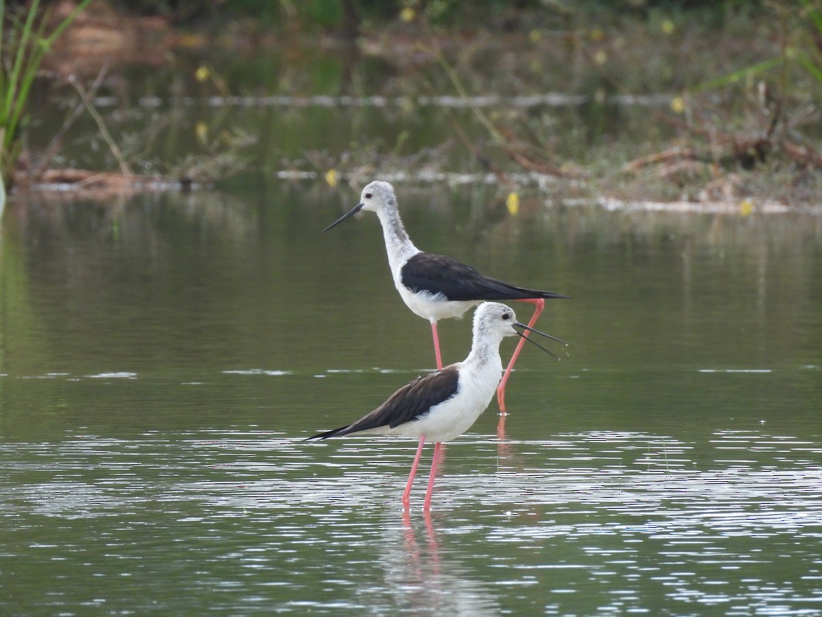 Black-winged Stilt - ML622160344