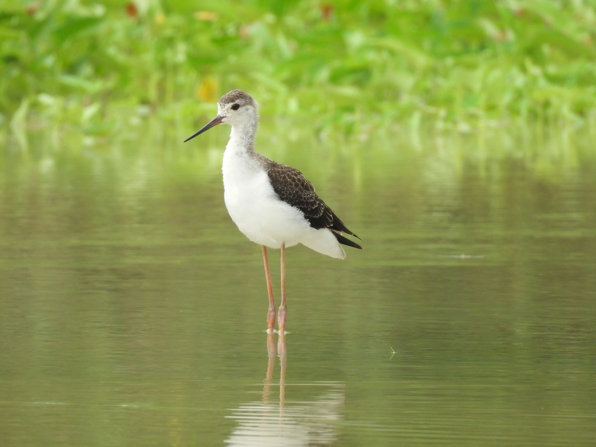 Black-winged Stilt - ML622160347