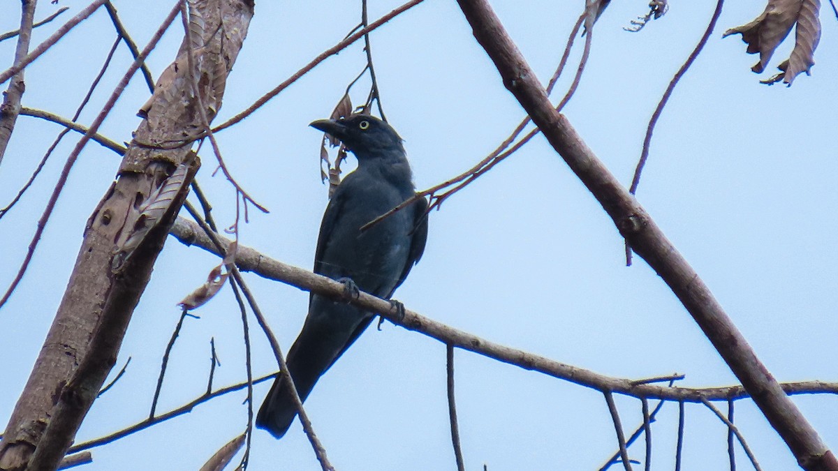 Bar-bellied Cuckooshrike - ML622160348