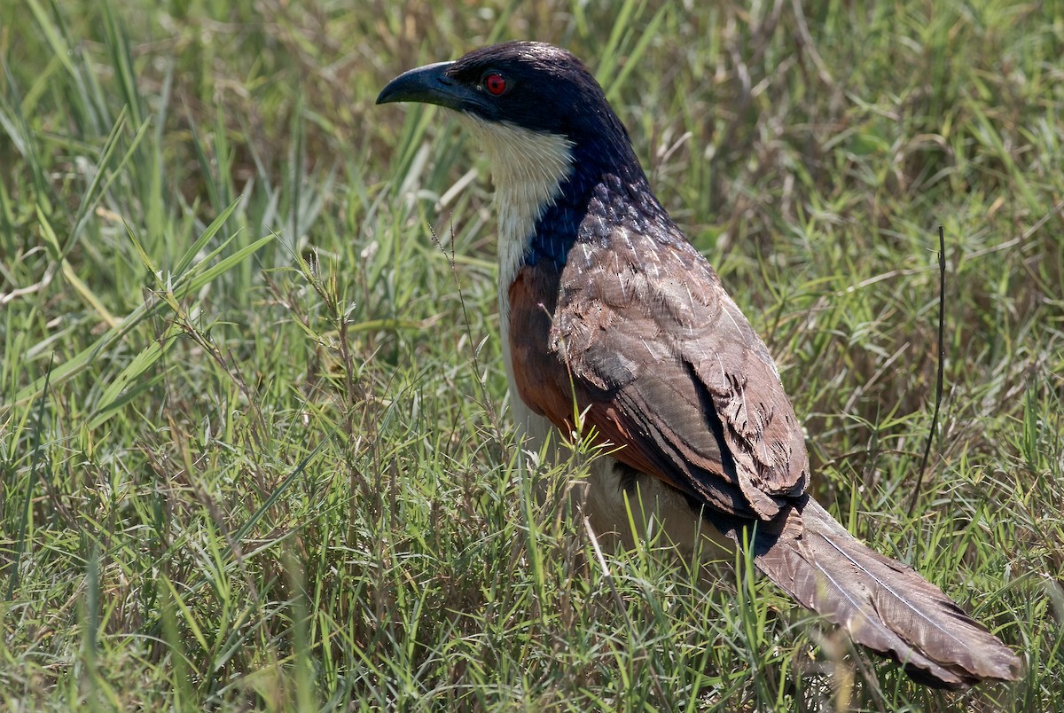 Coppery-tailed Coucal - ML622160350