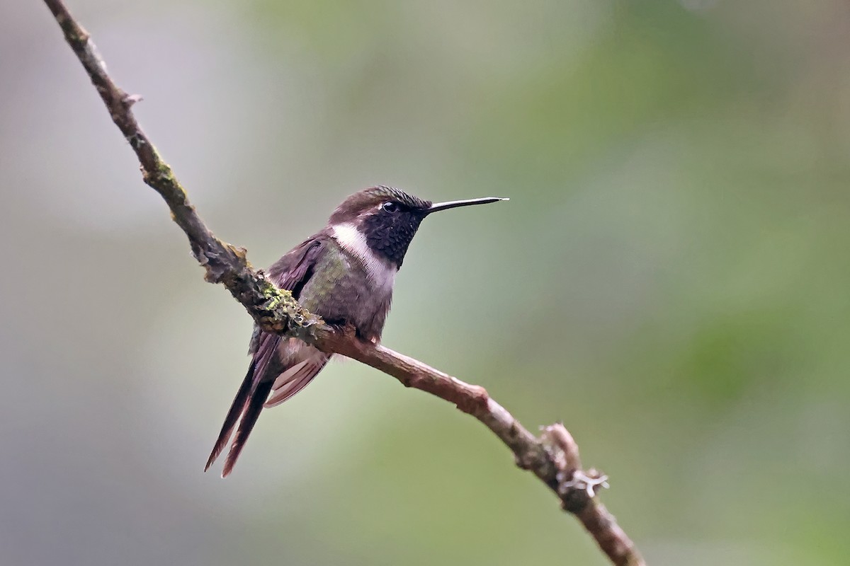 Purple-throated Woodstar - ML622160351