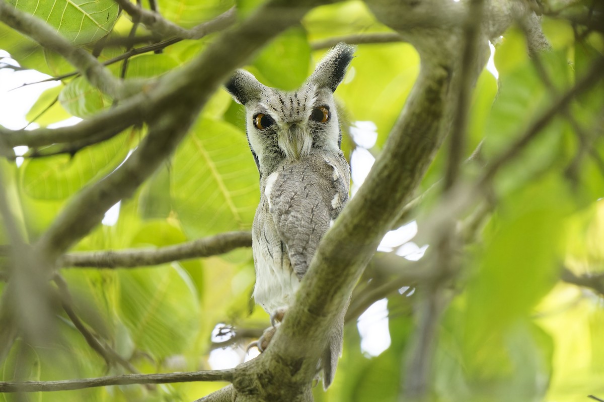 Northern White-faced Owl - ML622160353