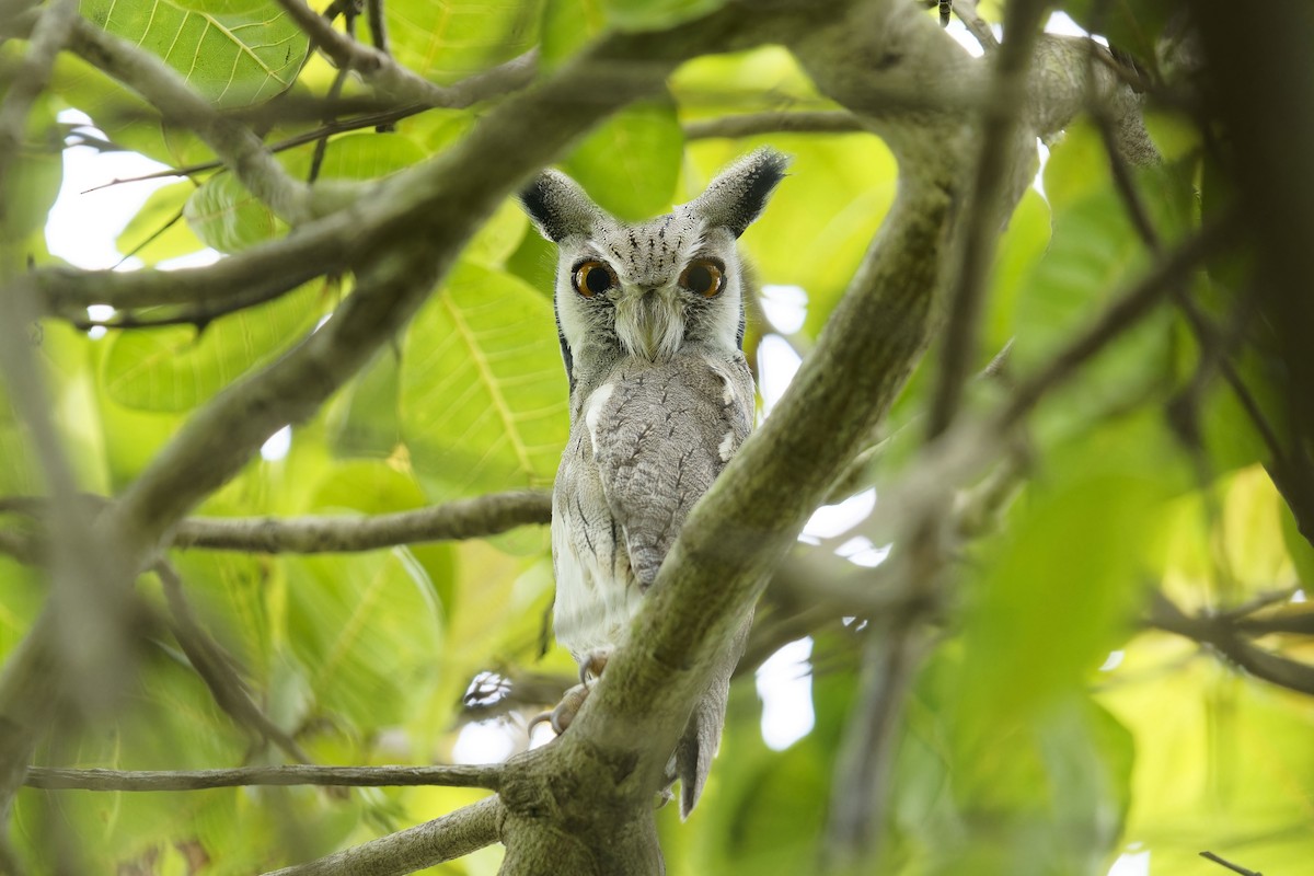 Northern White-faced Owl - ML622160354