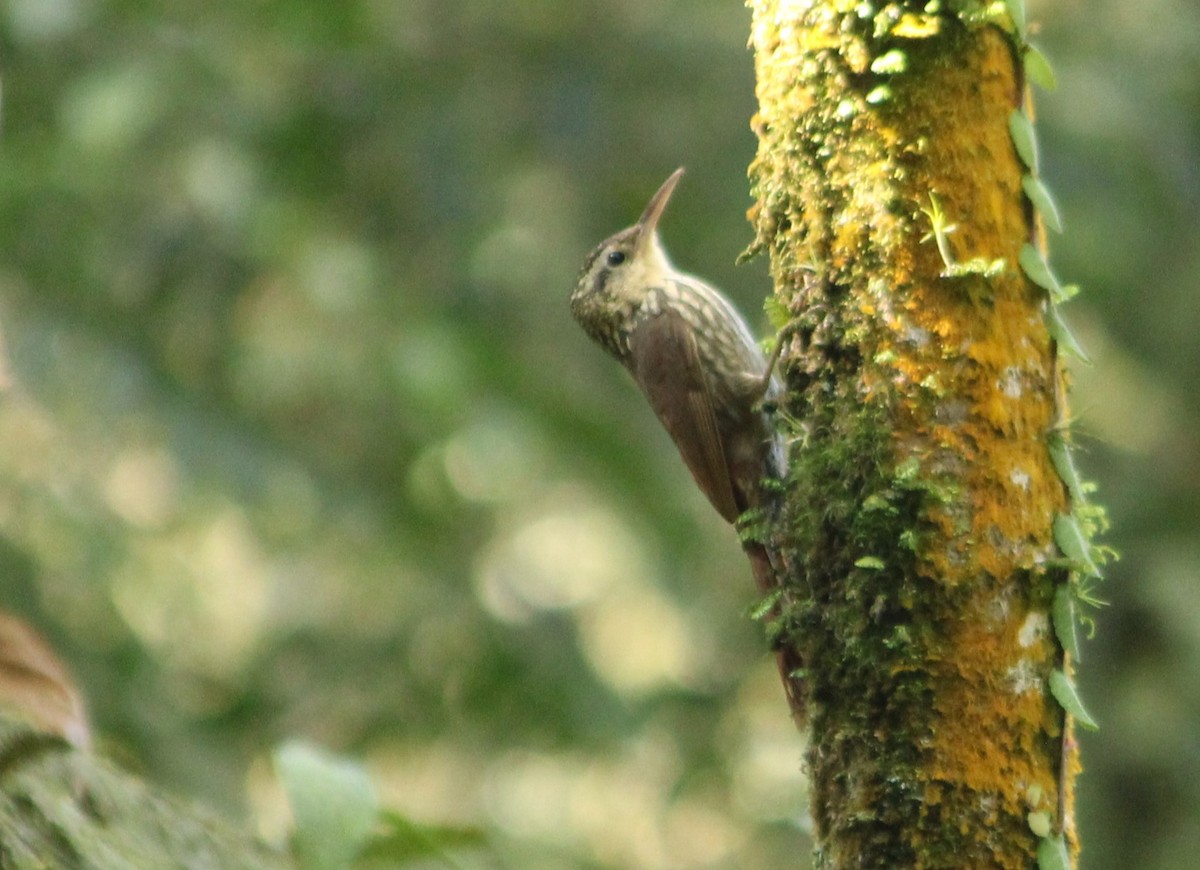 Lesser Woodcreeper - ML622160358