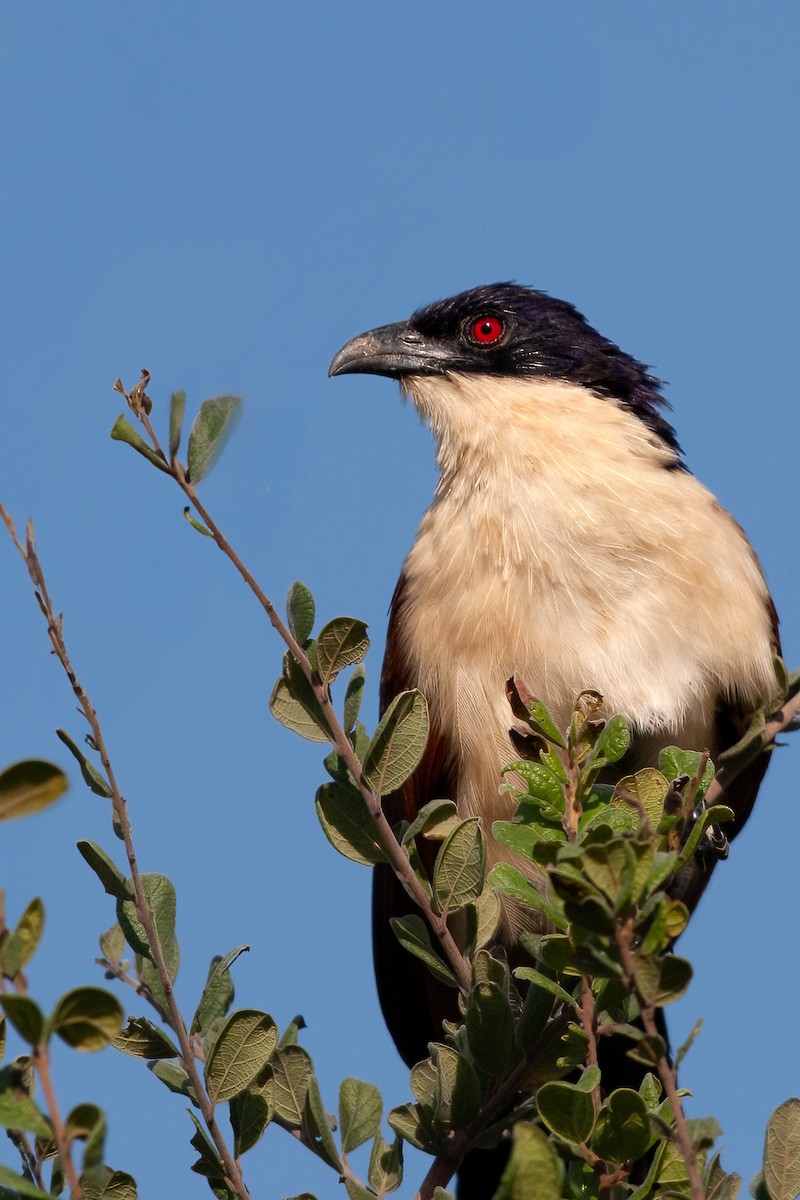 Coppery-tailed Coucal - ML622160371