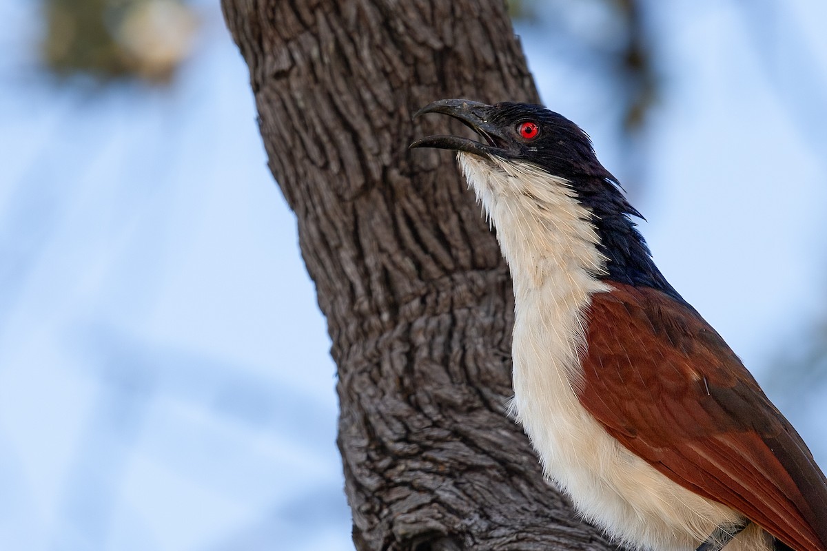 Coppery-tailed Coucal - ML622160372